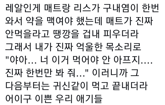 고양이는 사람 말을 알아듣는 거 같아 | 인스티즈
