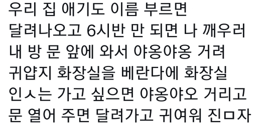 고양이는 사람 말을 알아듣는 거 같아 | 인스티즈