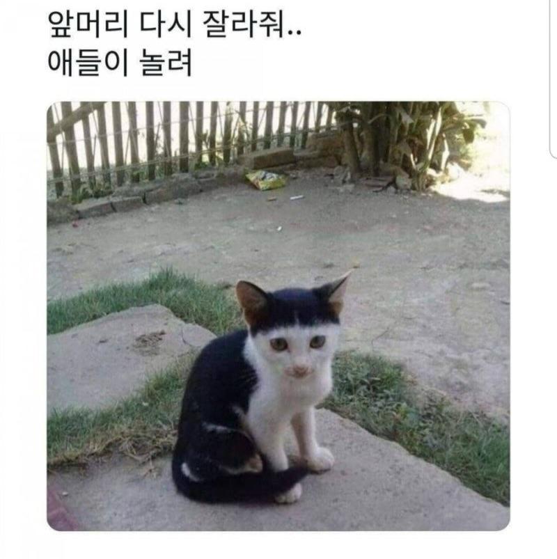 제목 학원 행복해지는 동물들 짤 | 인스티즈