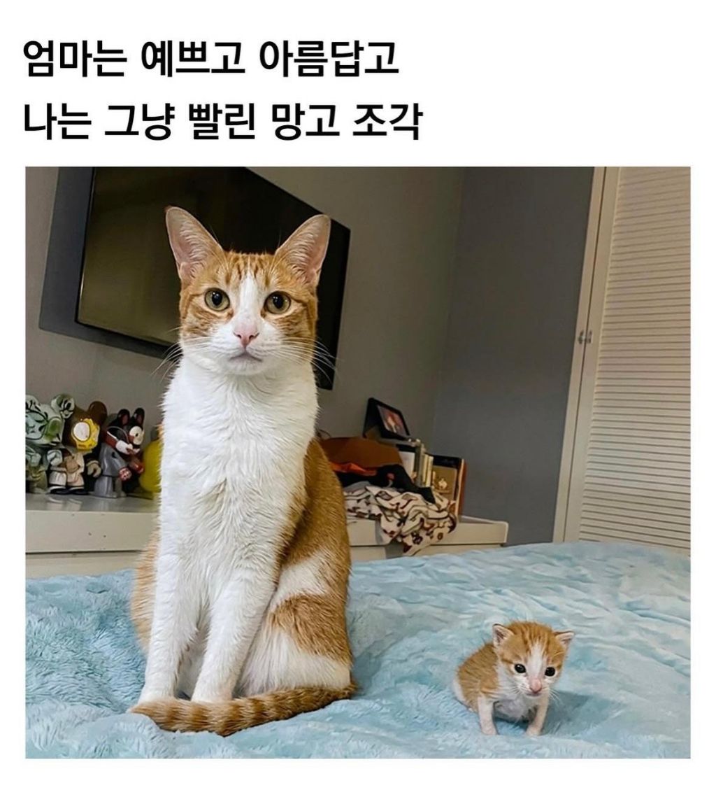 제목 학원 행복해지는 동물들 짤 | 인스티즈