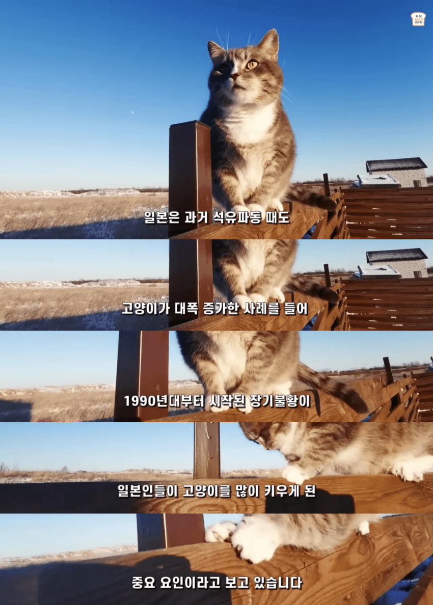 일본인들이 개보다 고양이를 더 많이 키우는 이유 | 인스티즈