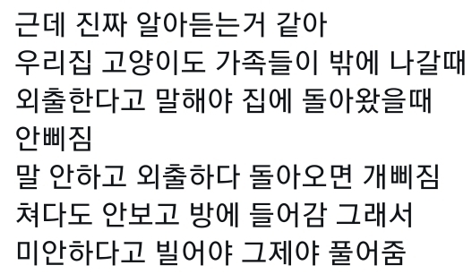 고양이는 사람 말을 알아듣는 거 같아 | 인스티즈