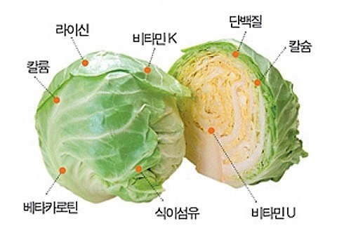 양배추는 신이 내린 선물 중에 하나 | 인스티즈