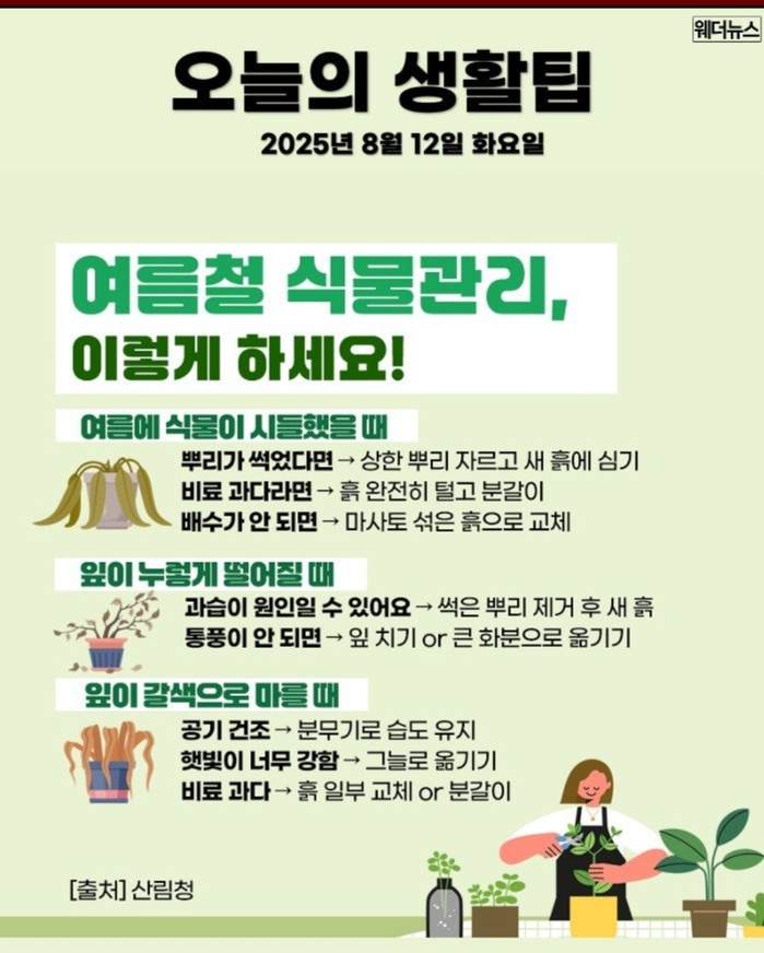 여름철 식물관리 팁 | 인스티즈