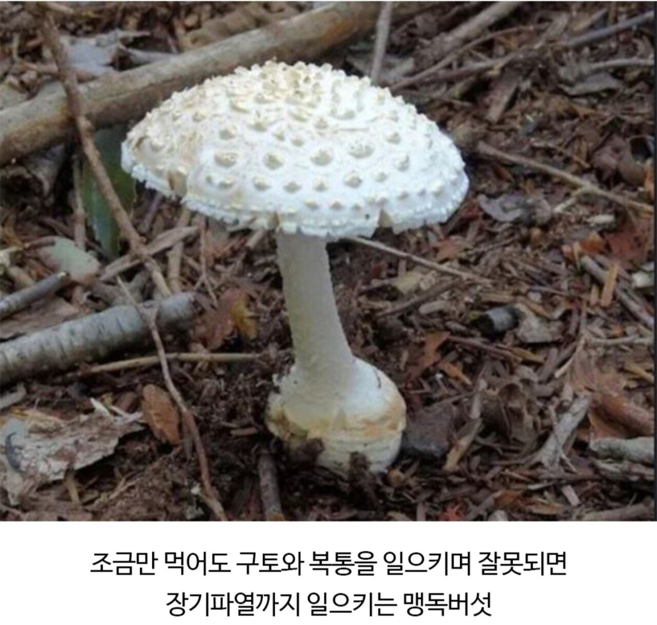 독극물이라는게 종잡을 수 없는 이유 | 인스티즈
