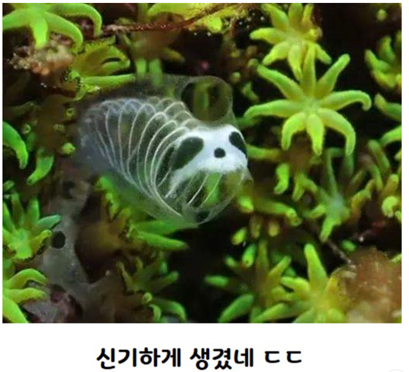 신종으로 기록되었다는 해골 멍게 | 인스티즈