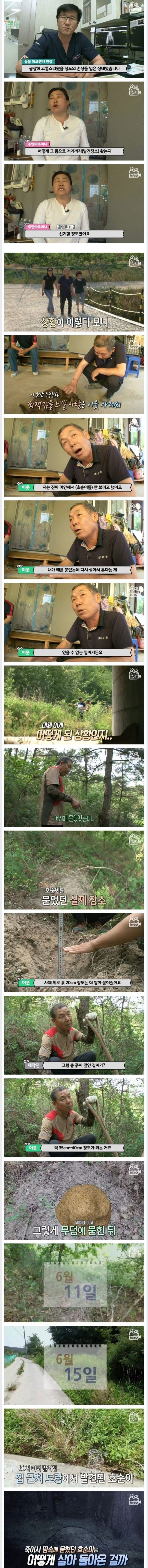 죽은지 4일 만에 부활한 강아지 | 인스티즈