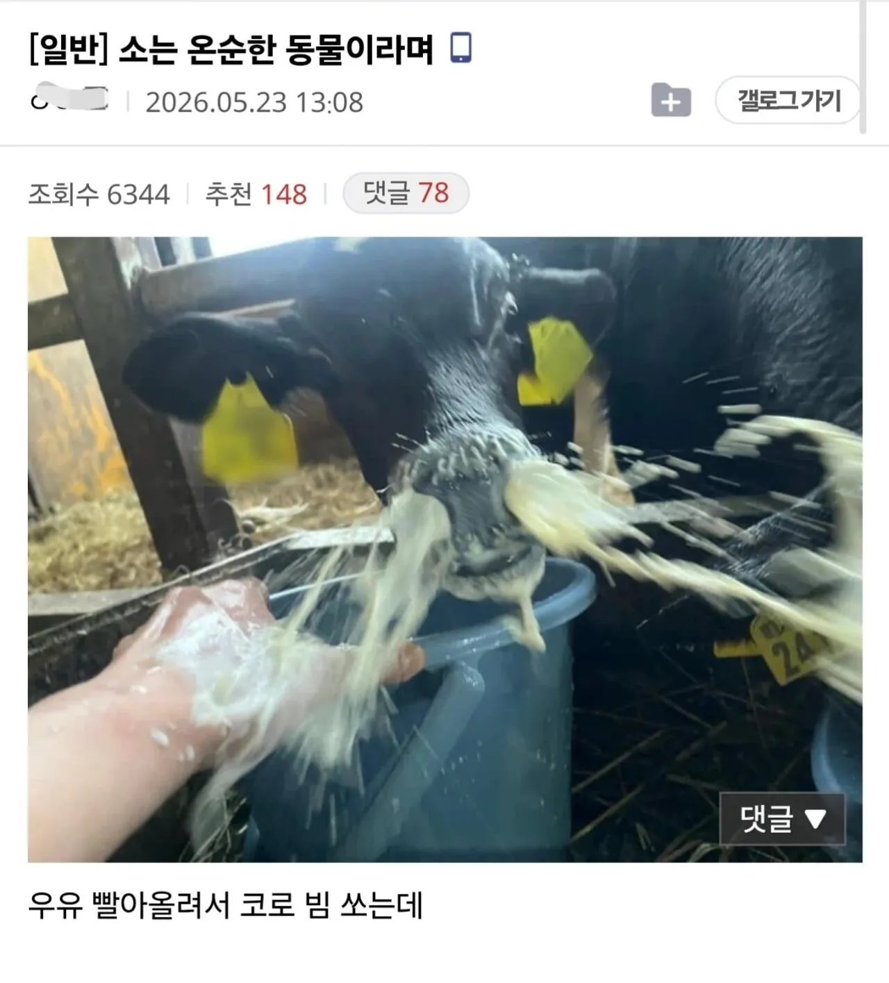 분명 소는 온순한 동물이랬는데 | 인스티즈