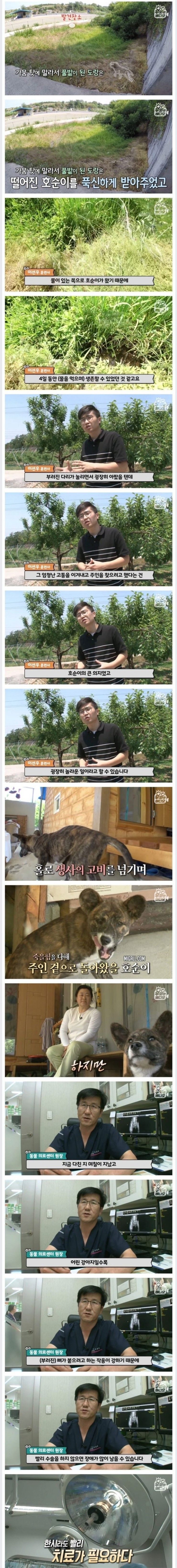 죽은지 4일 만에 부활한 강아지 | 인스티즈