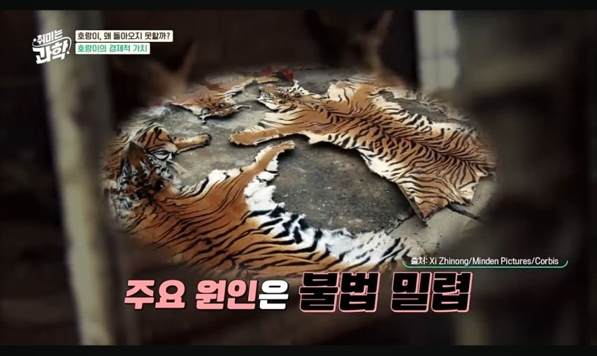 일제강점기 당시 한국 야생 호랑이의 가치 | 인스티즈