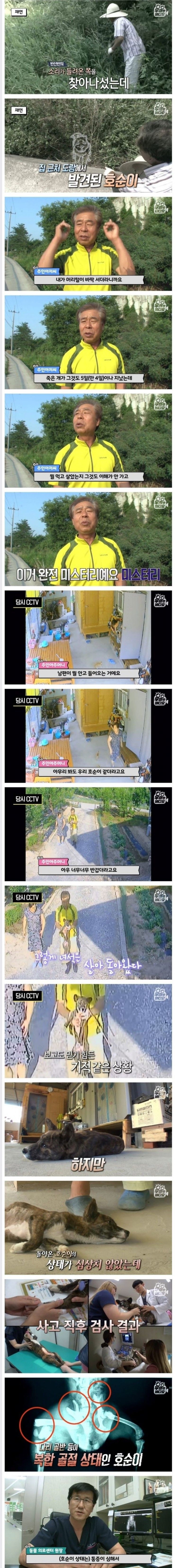 죽은지 4일 만에 부활한 강아지 | 인스티즈
