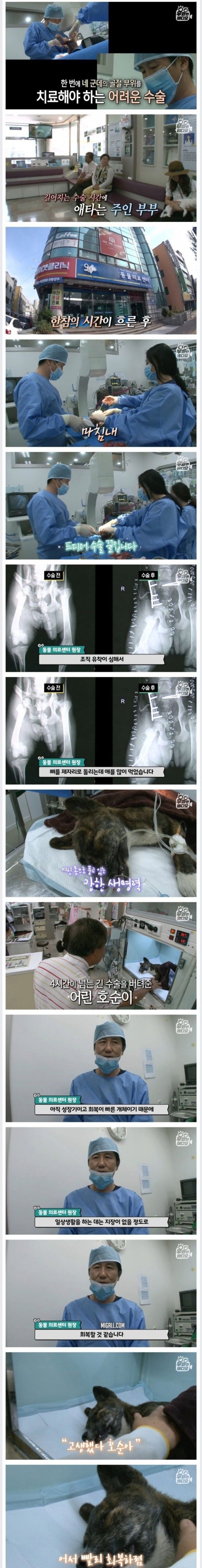 죽은지 4일 만에 부활한 강아지 | 인스티즈