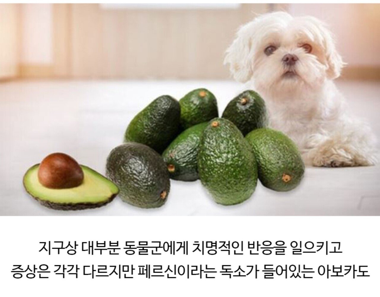 독극물이라는게 종잡을 수 없는 이유 | 인스티즈