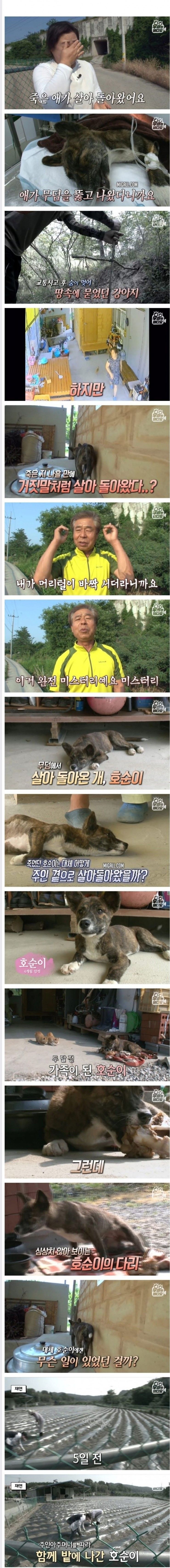 죽은지 4일 만에 부활한 강아지 | 인스티즈