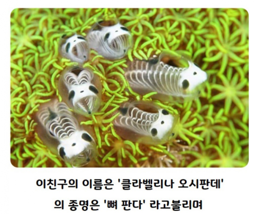 신종으로 기록되었다는 해골 멍게 | 인스티즈