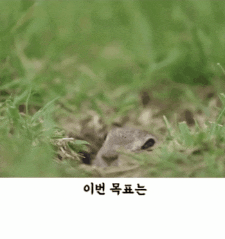 설치류만 찍는 사진작가 | 인스티즈