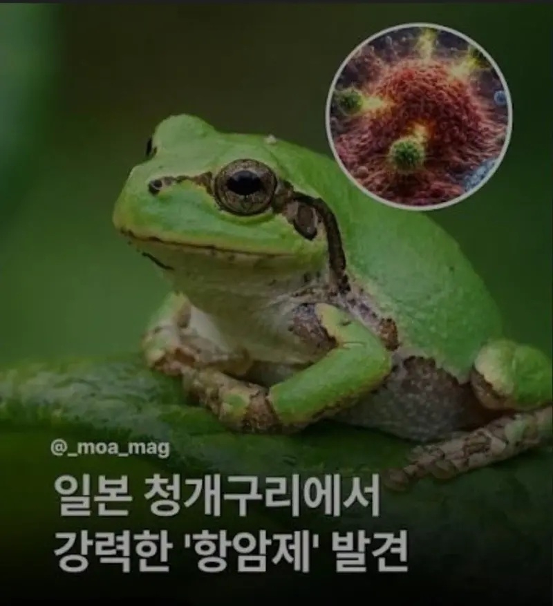 새로운 강력한 항암제 발견 | 인스티즈