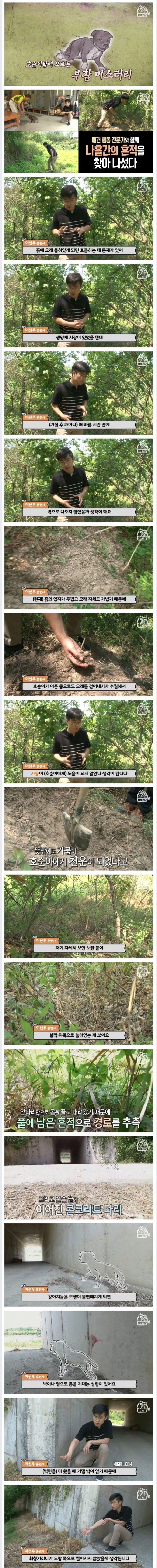 죽은지 4일 만에 부활한 강아지 | 인스티즈