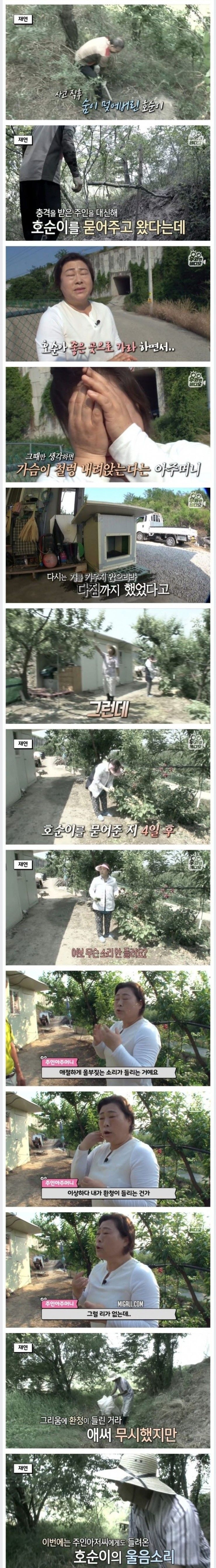 죽은지 4일 만에 부활한 강아지 | 인스티즈