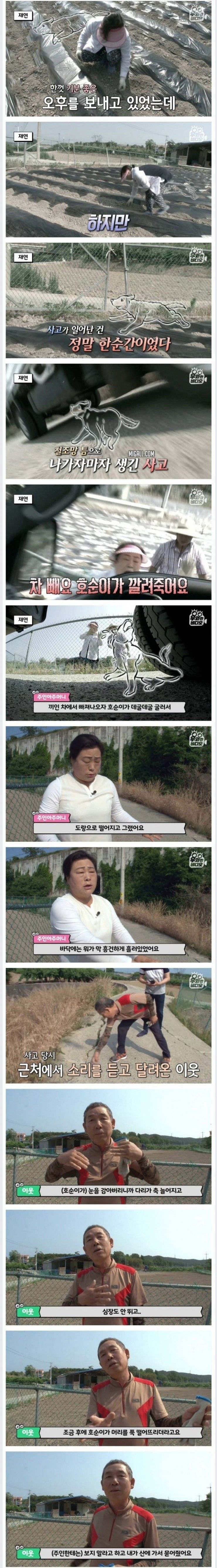 죽은지 4일 만에 부활한 강아지 | 인스티즈