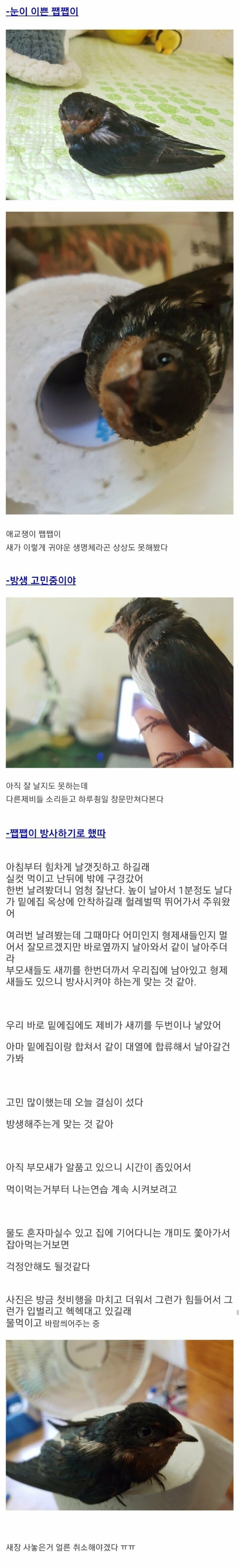 버려진 아기제비 구조 후기 | 인스티즈