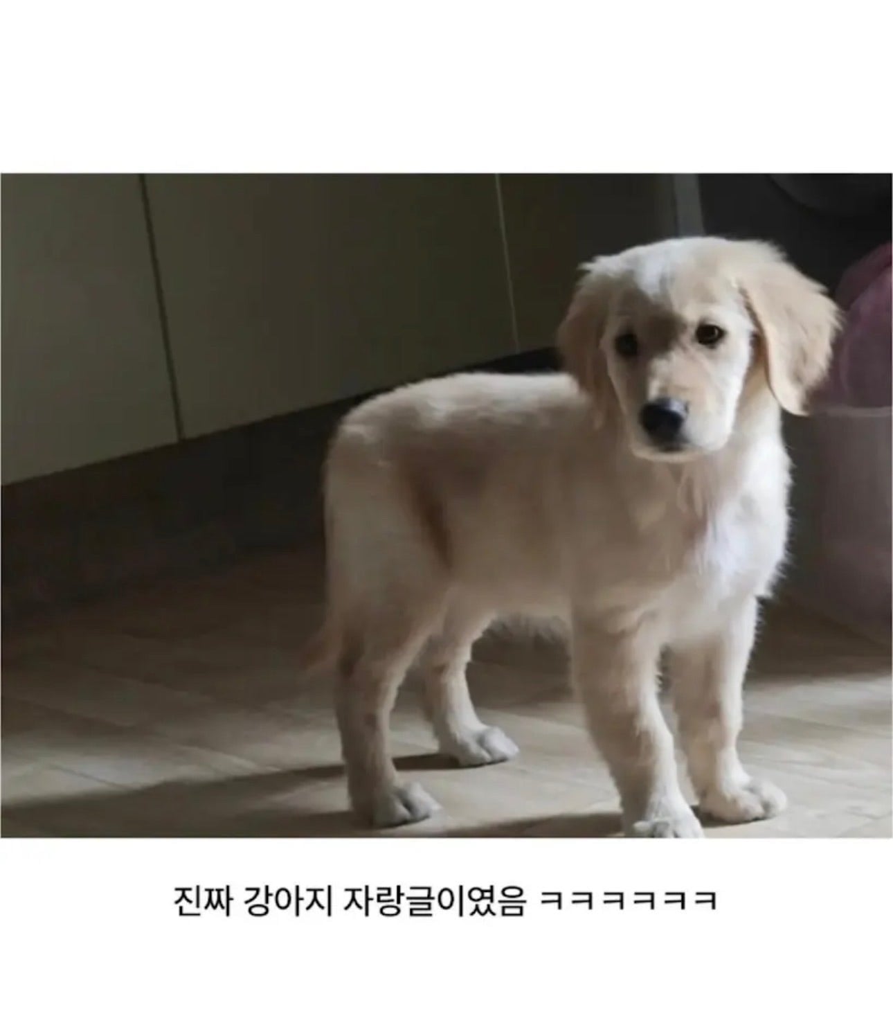 그냥 강아지 자랑하고 싶었던 아저씨 | 인스티즈