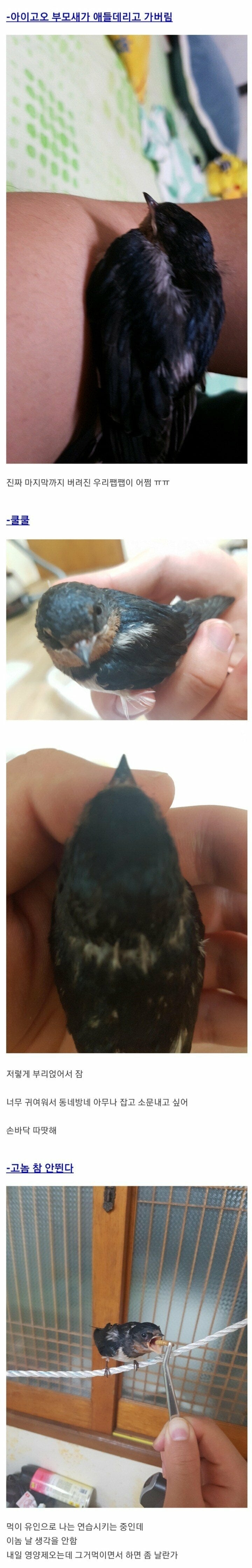 버려진 아기제비 구조 후기 | 인스티즈