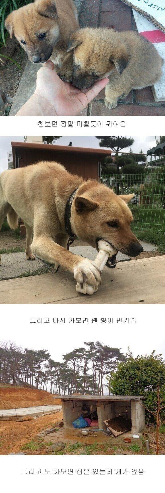 귀여운 시골 댕댕이들 특징 | 인스티즈