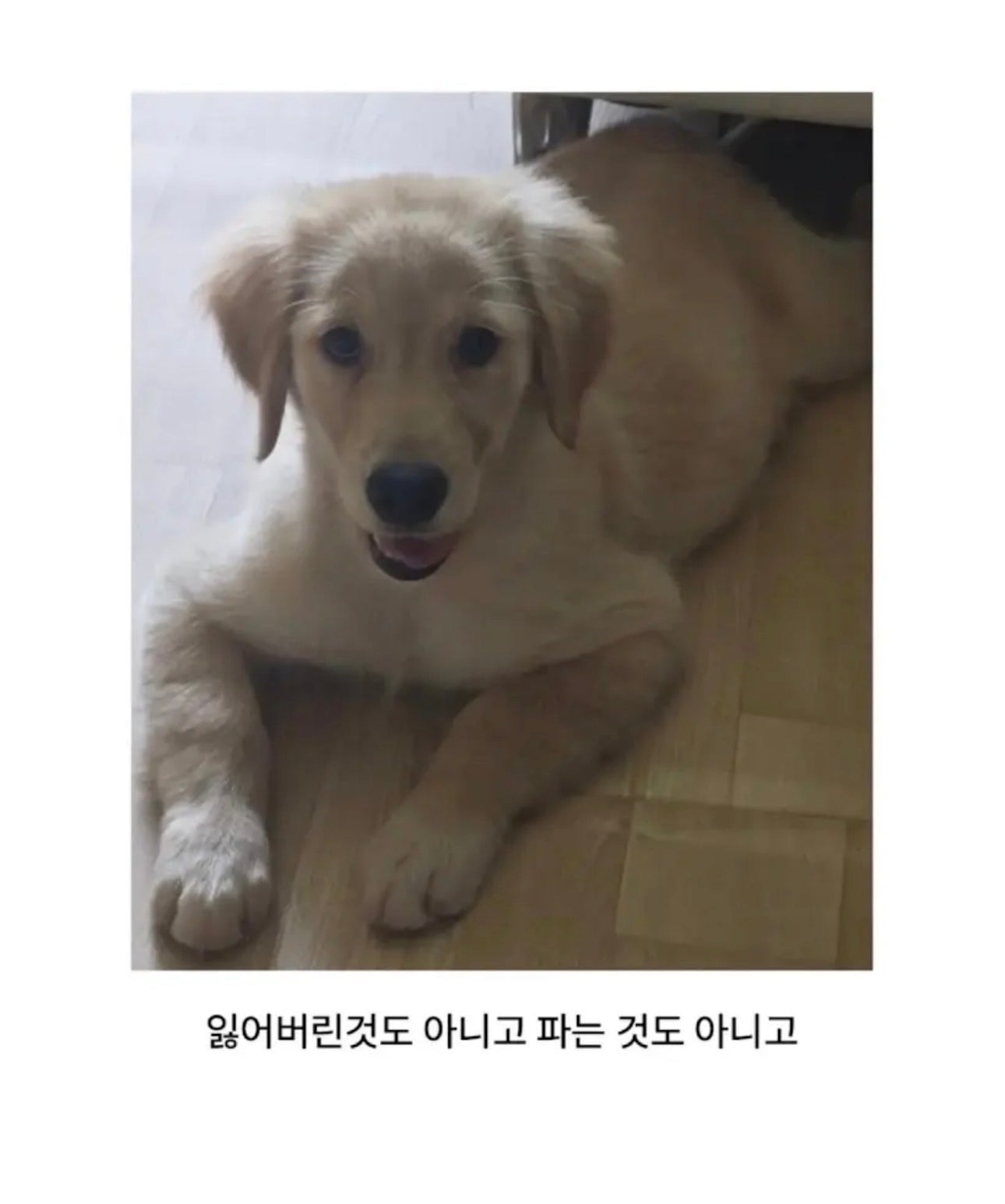 그냥 강아지 자랑하고 싶었던 아저씨 | 인스티즈