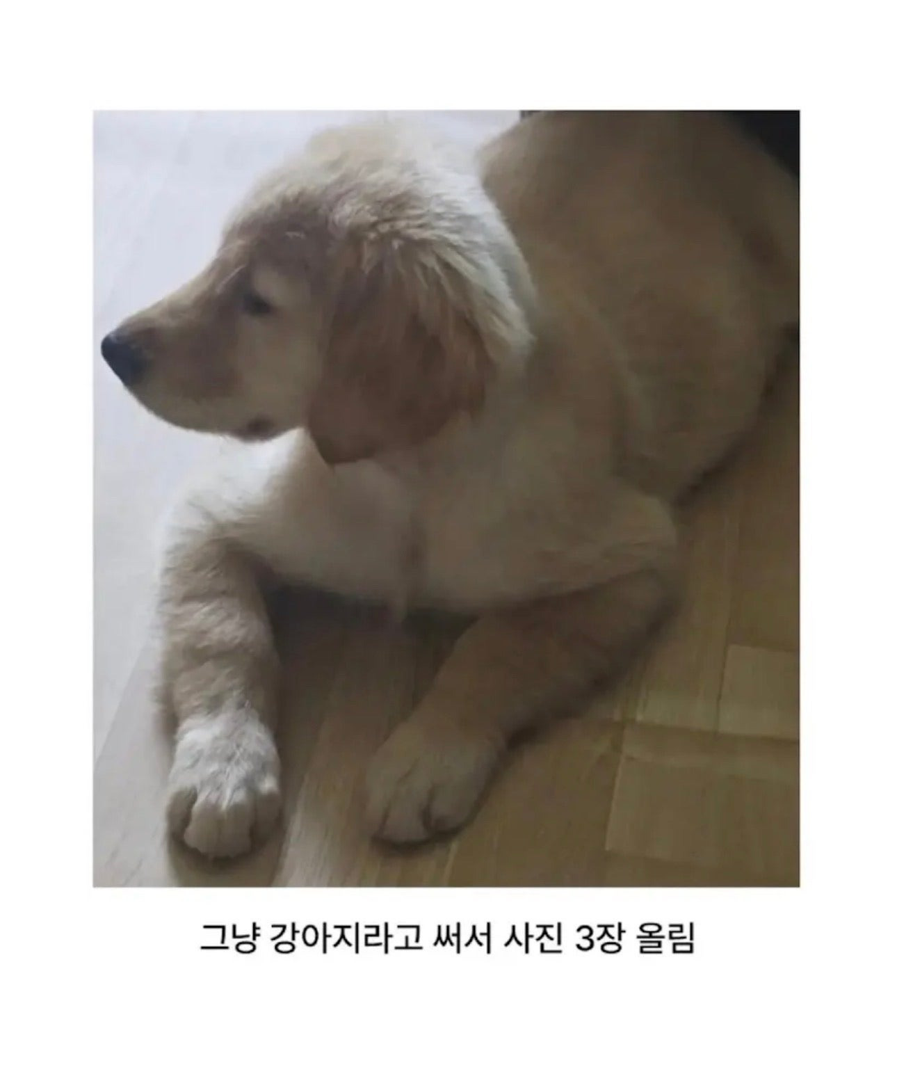 그냥 강아지 자랑하고 싶었던 아저씨 | 인스티즈