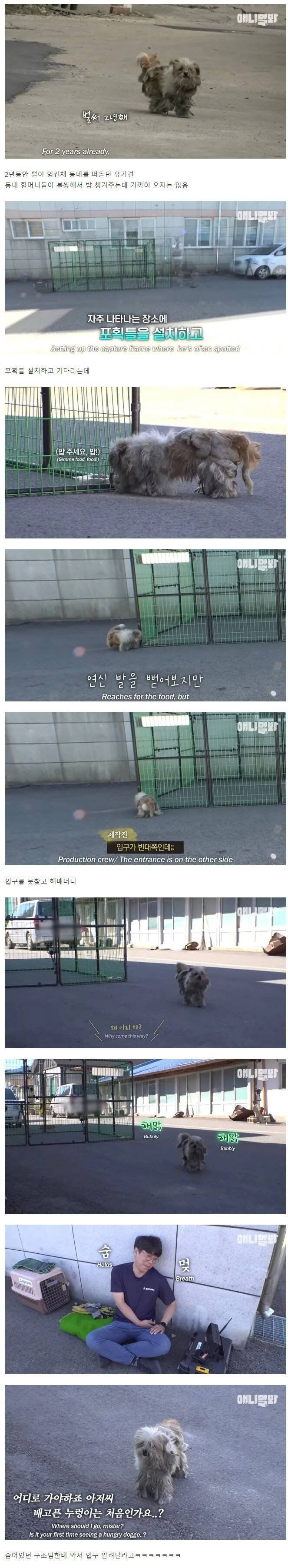 세상 쉬웠다는 강아지 포획 | 인스티즈