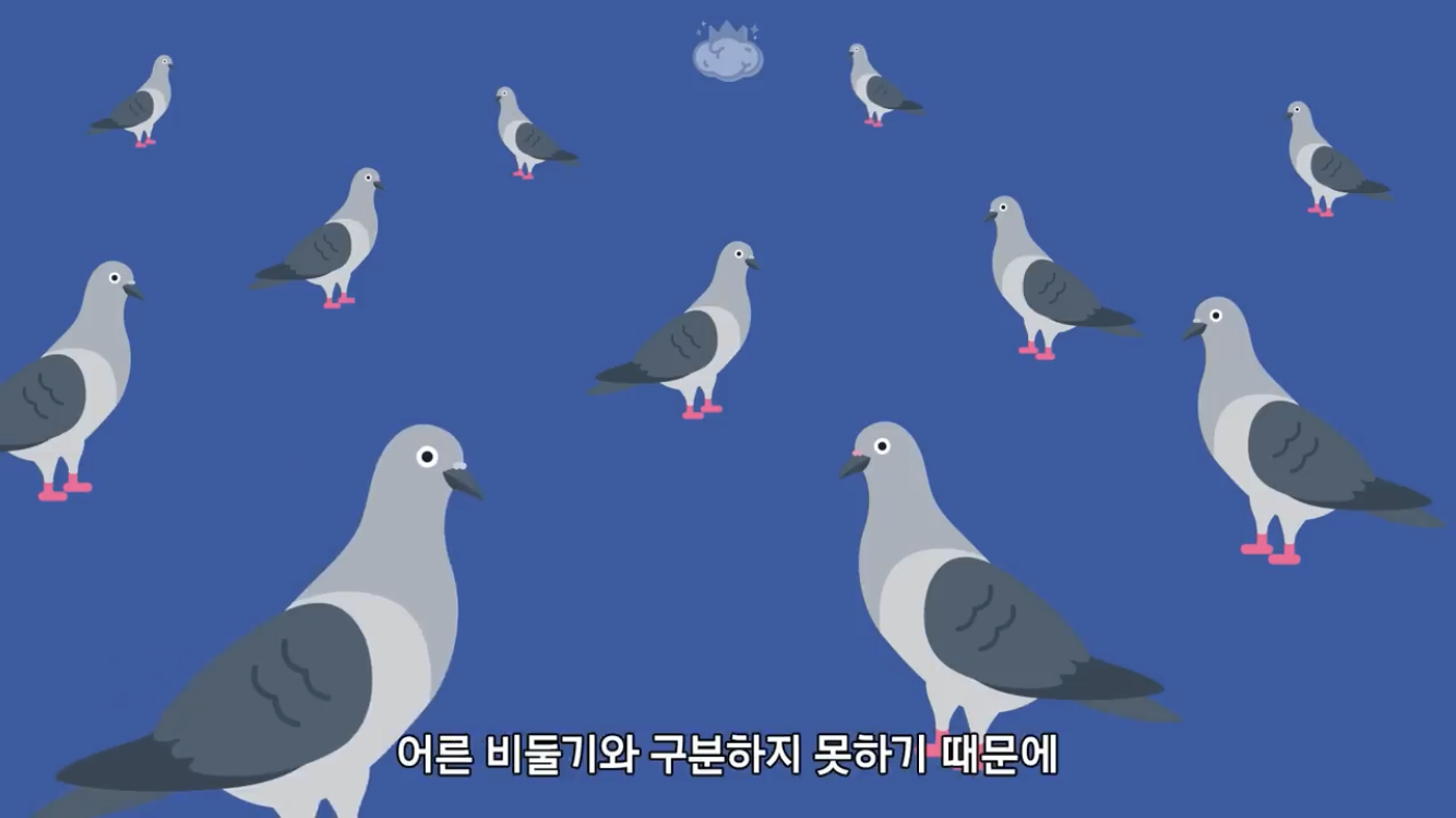 거리에 비둘기가 이렇게 많은데 왜 새끼 비둘기는 안 보일까? | 인스티즈