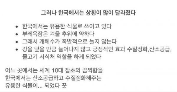 악마의 잡초로 불리는 식물 | 인스티즈