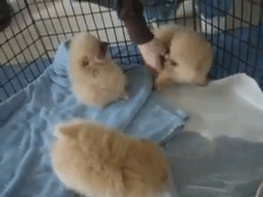 태어난지 8주 된 아기 포메라니안.gif | 인스티즈