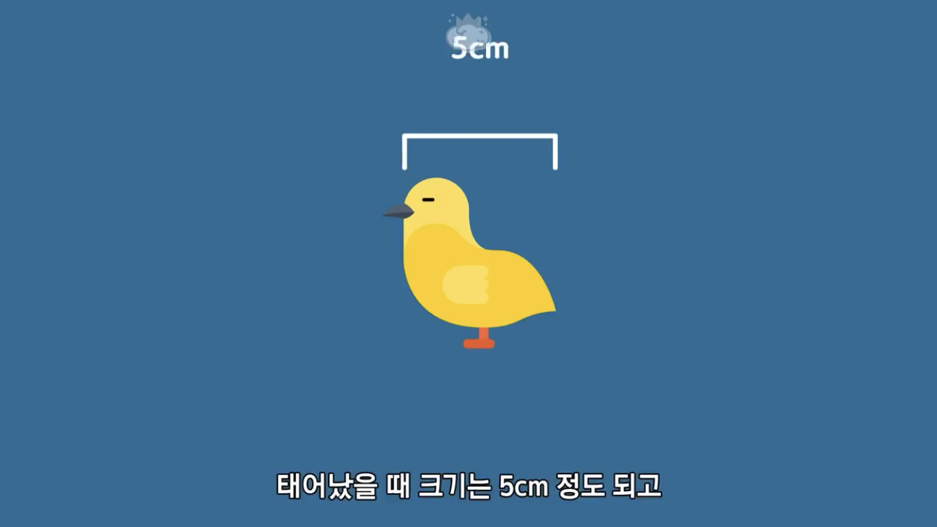 거리에 비둘기가 이렇게 많은데 왜 새끼 비둘기는 안 보일까? | 인스티즈