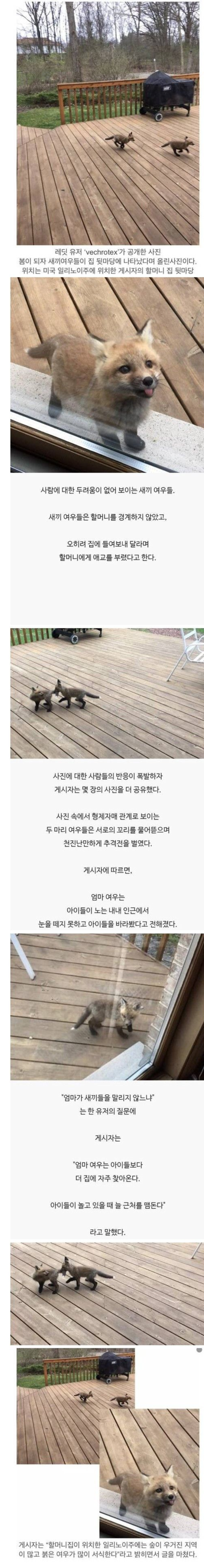 레딧 유저가 올린 새끼 여우 사진 | 인스티즈