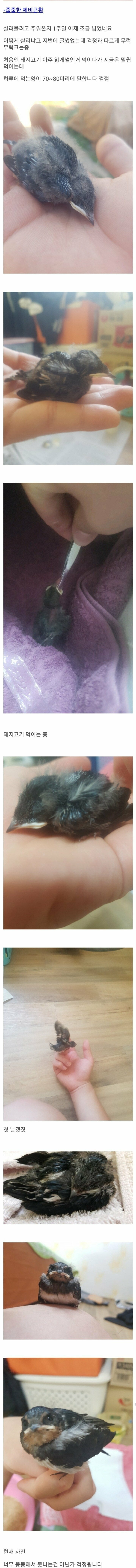 버려진 아기제비 구조 후기 | 인스티즈