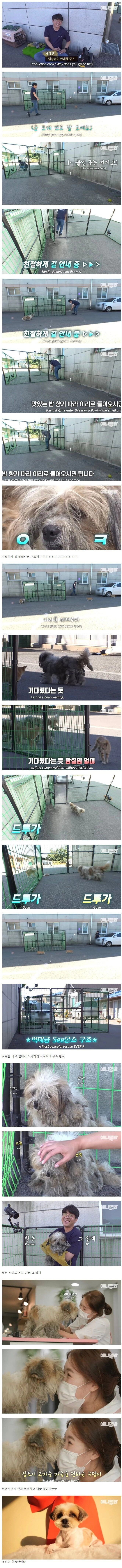 세상 쉬웠다는 강아지 포획 | 인스티즈
