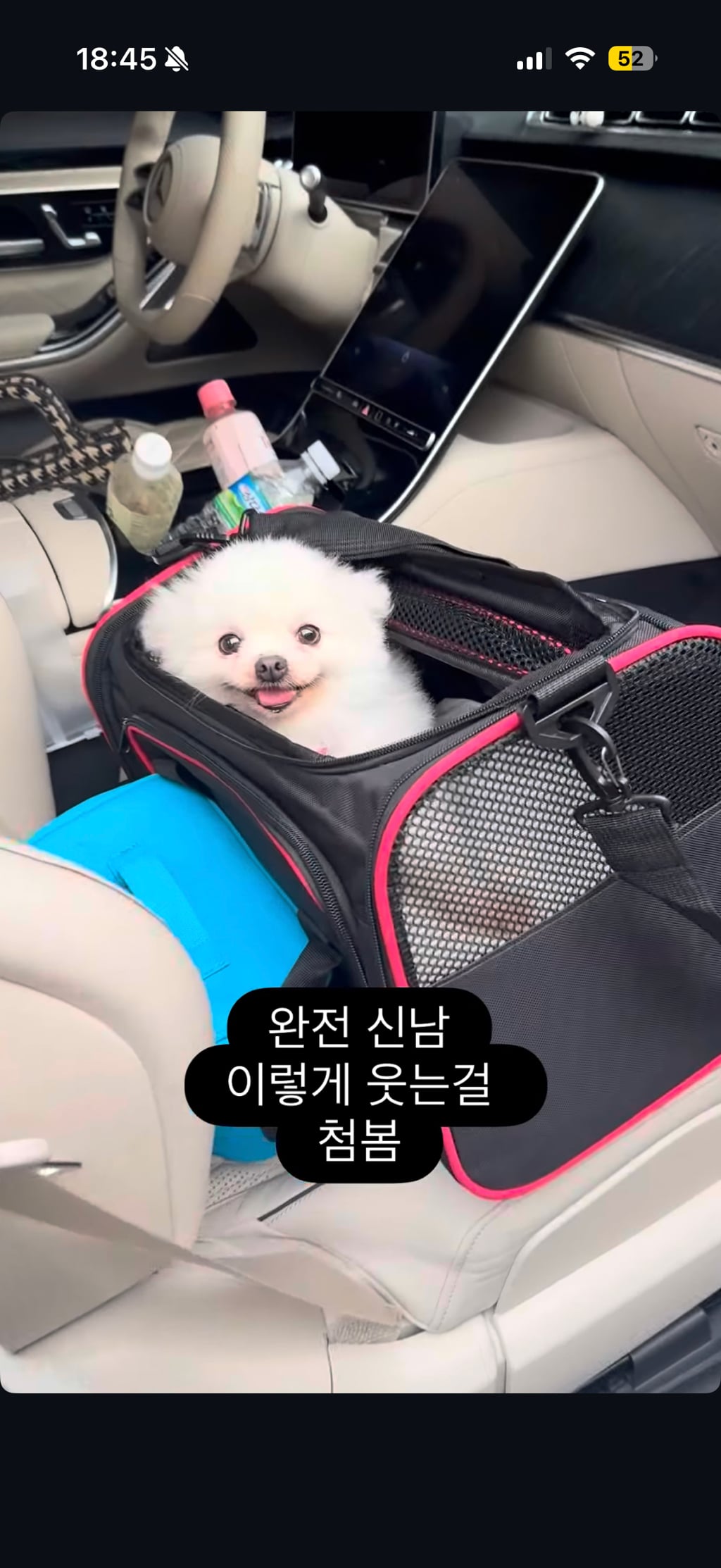 강아지공장에서 50마리 출산한 번식견 입양한 아옳이 | 인스티즈