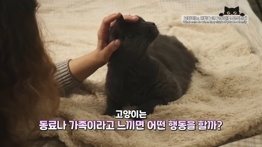 고양이와 강아지의 인식 차이 | 인스티즈