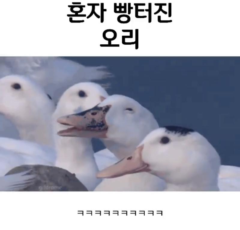 혼자 빵터진 오리 | 인스티즈