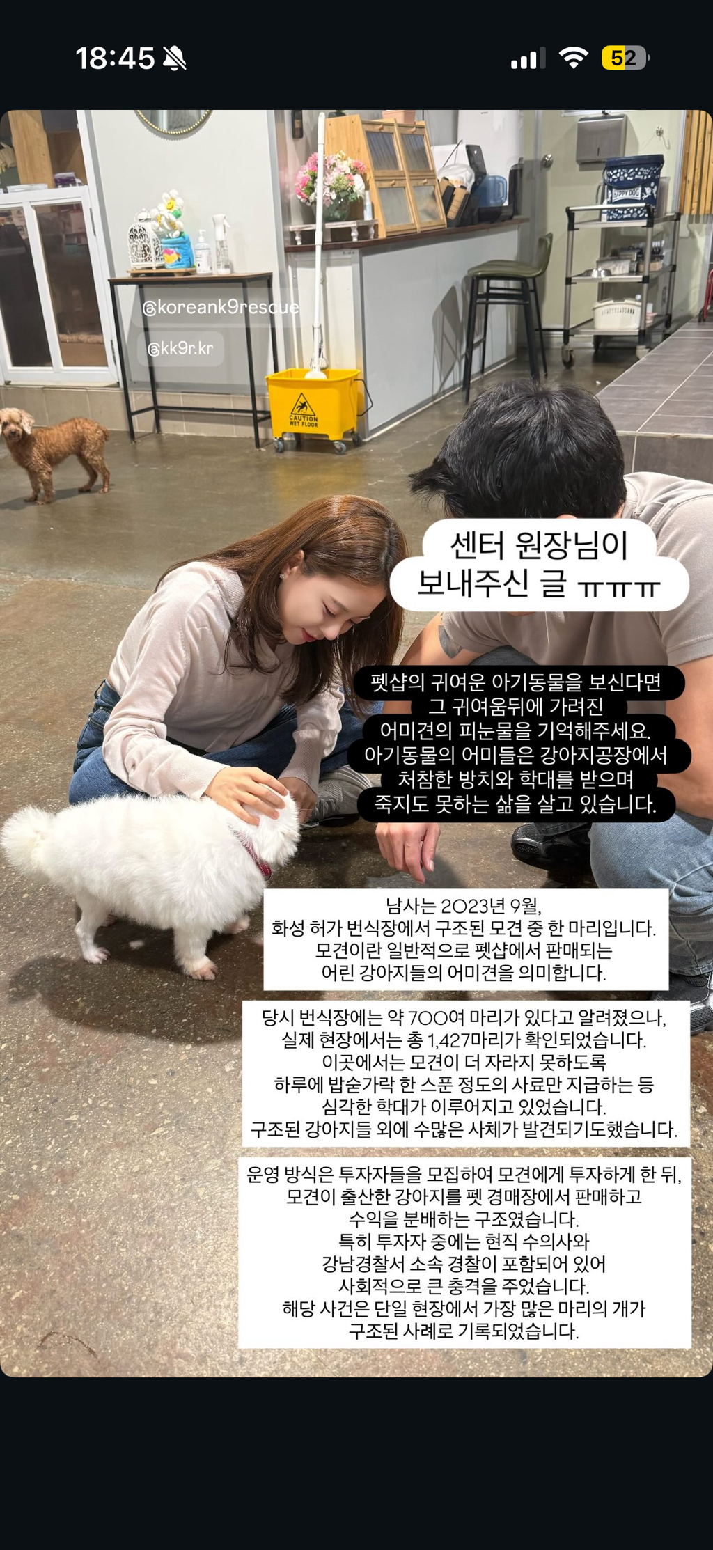 강아지공장에서 50마리 출산한 번식견 입양한 아옳이 | 인스티즈