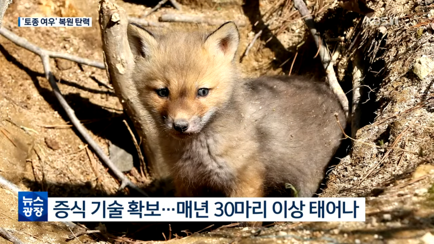 우리나라 멸종위기 토종 여우 | 인스티즈