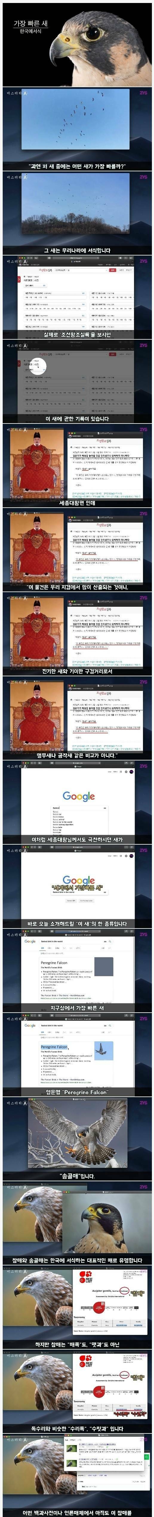 한국에서 목격된 세계에서 가장 빠른 새 | 인스티즈