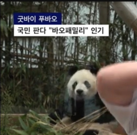푸바오 마지막 모습 보도하던 기자...오열 하다가 방송사고 | 인스티즈