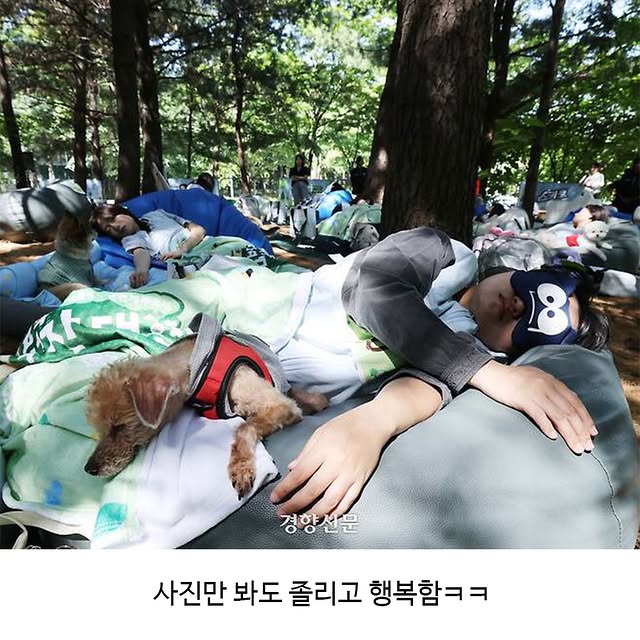서울숲에서 열린 개꿀잠대회 | 인스티즈