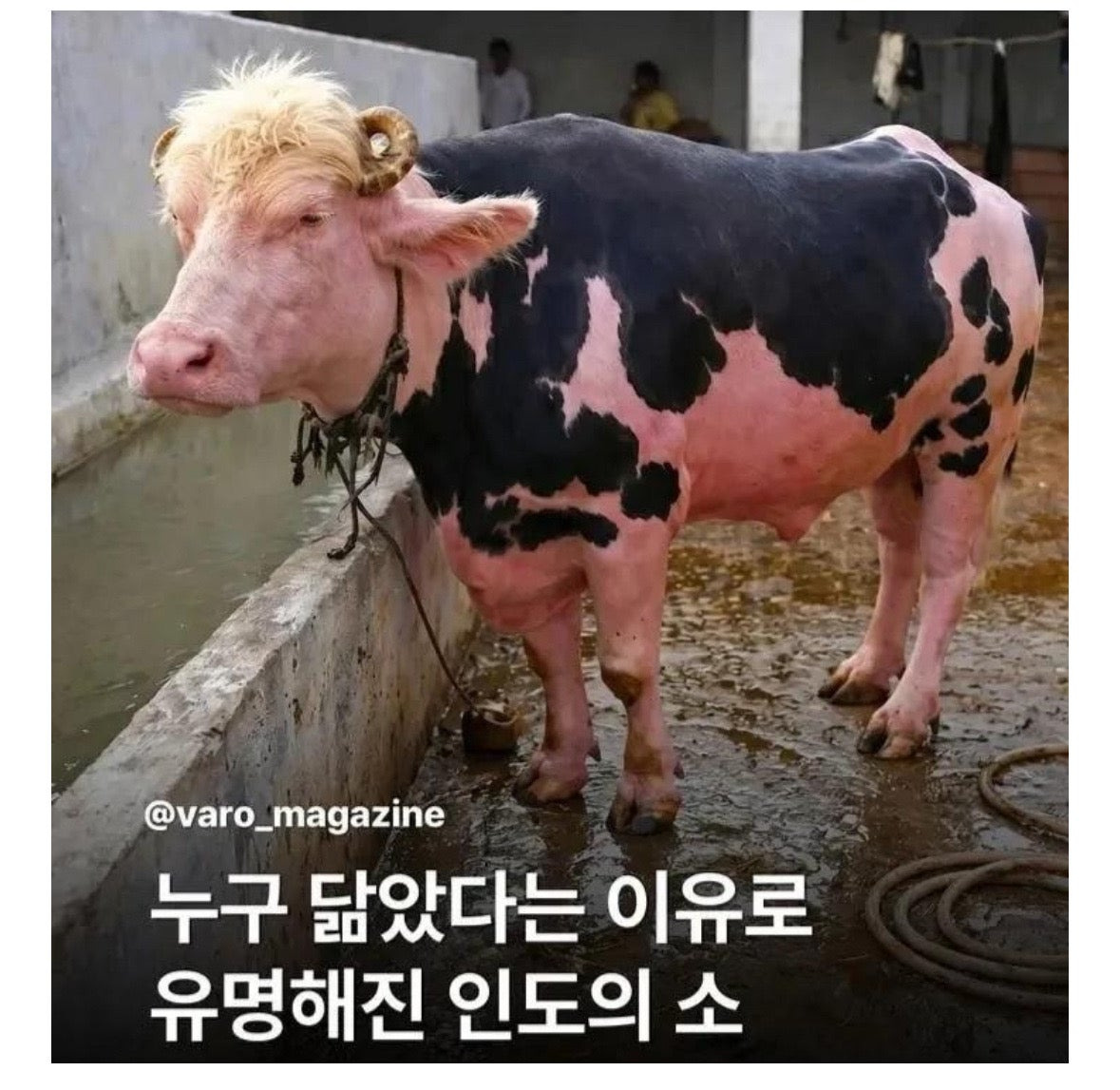 누구 닮아서 유명해진 소 | 인스티즈