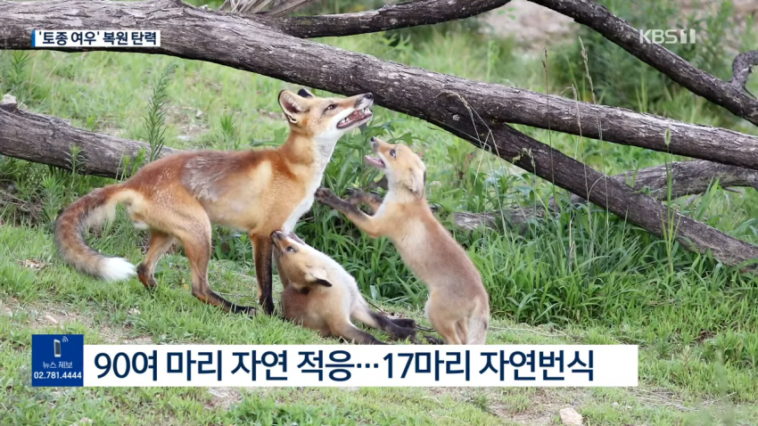 우리나라 멸종위기 토종 여우 | 인스티즈