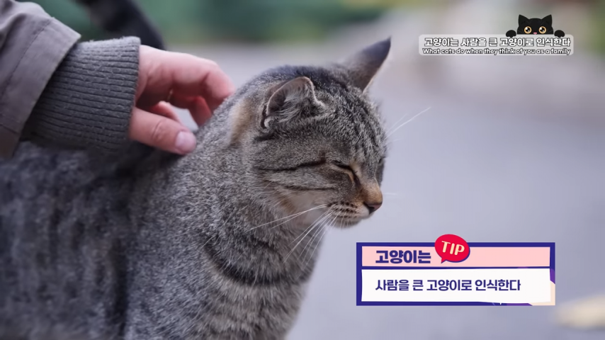 고양이와 강아지의 인식 차이 | 인스티즈