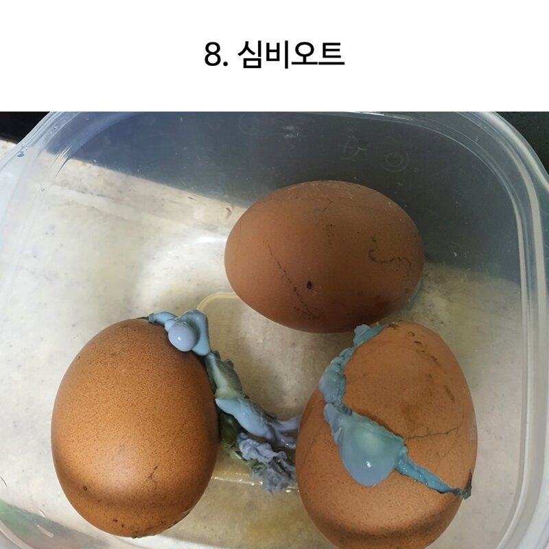 천하 제일 달걀 삶기 대회 | 인스티즈